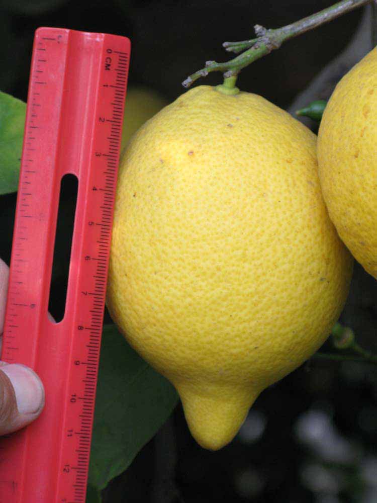            Fruit (Riverside, CA)   